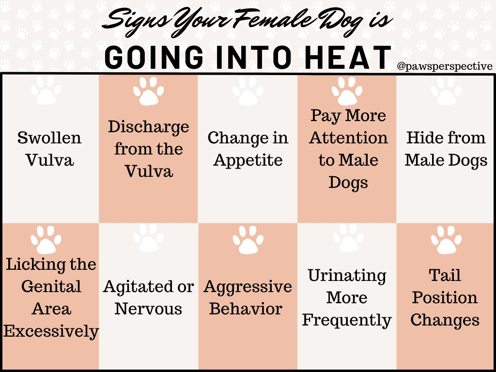 When Dogs Go Into Heat An Easy Guide Paws Perspective