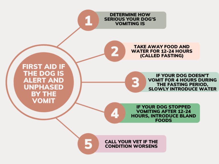 what-to-do-if-your-dog-vomits-easy-first-aid-tips-paws-perspective