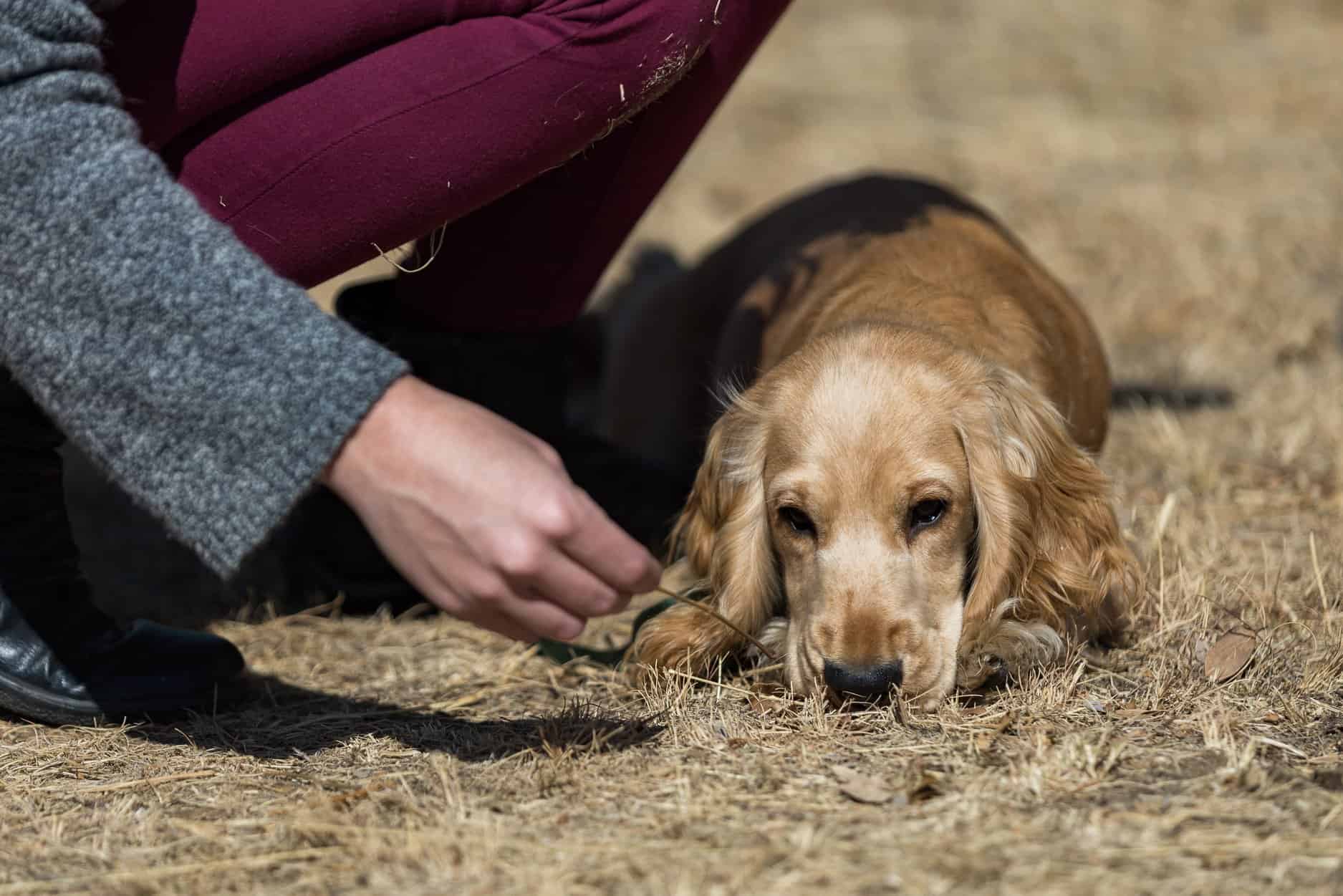 do-dogs-understand-that-death-exist-what-you-need-to-know-paws